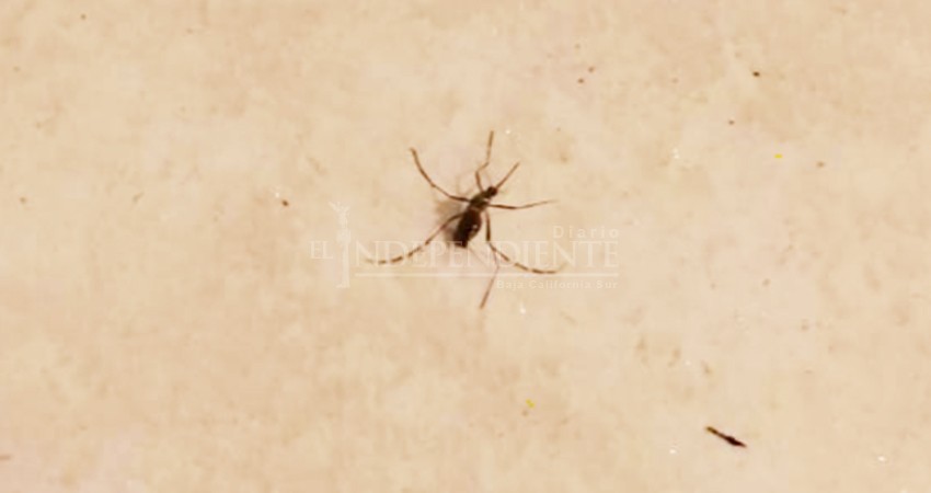 Preocupa a vecinos confundir síntomas de COVID-19