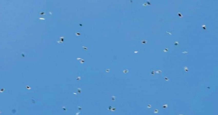 'Llueven' bolsitas de mariguana en Israel a manera de protesta