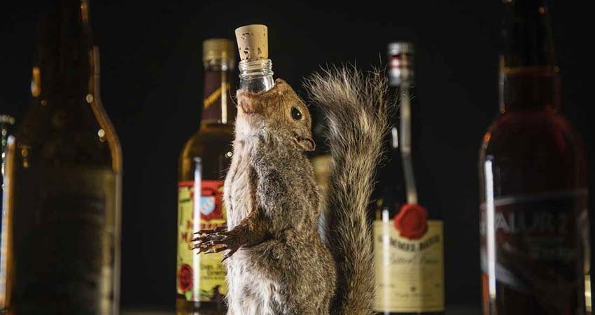 Las bebidas más asquerosas, según el museo más asqueroso