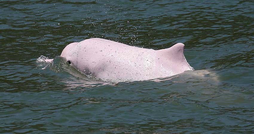 Delfines casi extintos vuelven gracias a pausa por pandemia
