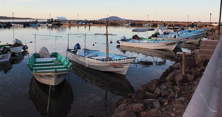 BCS produce 4 mil toneladas de ostión al año