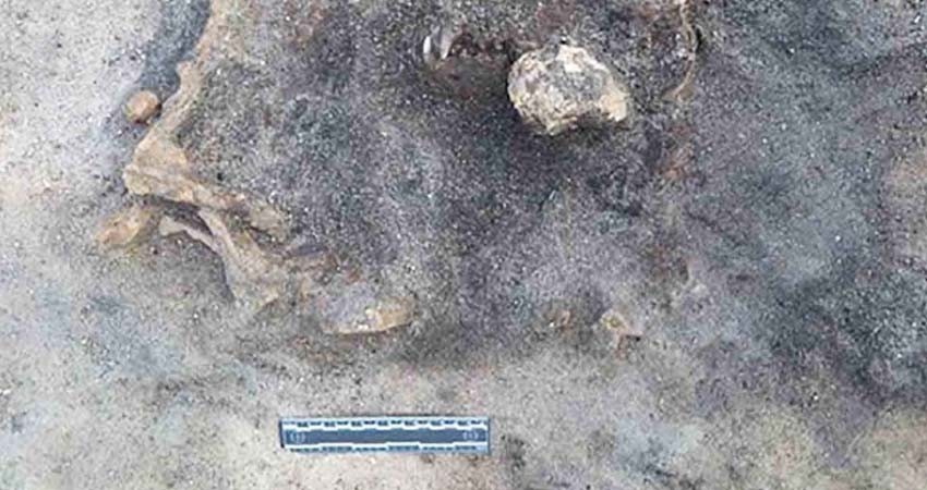 Hallan restos de un perro de hace más de 8 mil 400 años