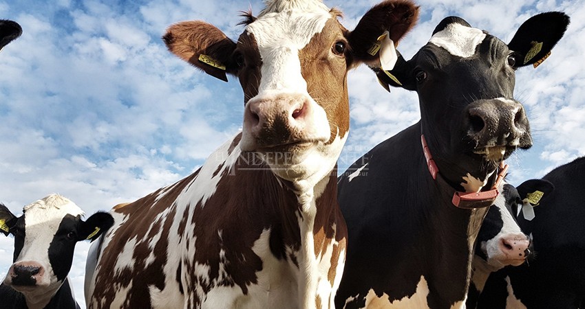 Aunque persiste, disminuye el robo de ganado en BCS