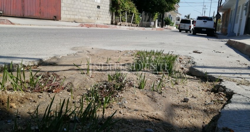 Milagro en calle de CSL: baches sin reparar se convierten en jardines