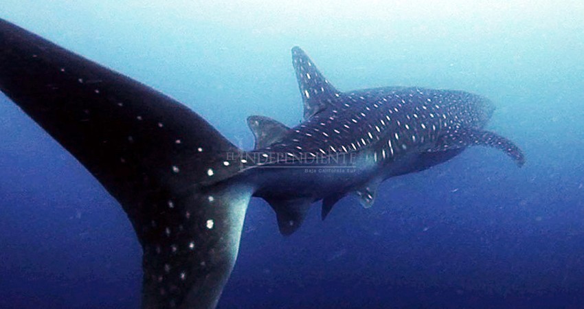  Avistamiento de tiburón ballena en La Paz, se retrasa por pandemia