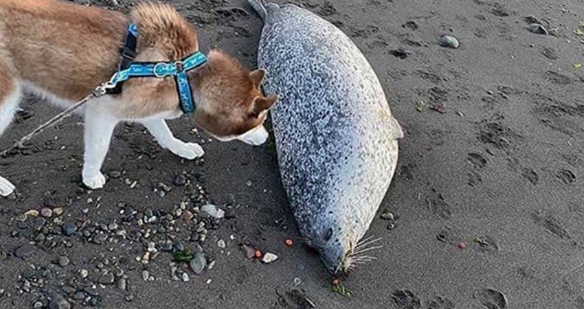 Mueren cientos de animales marinos en Rusia