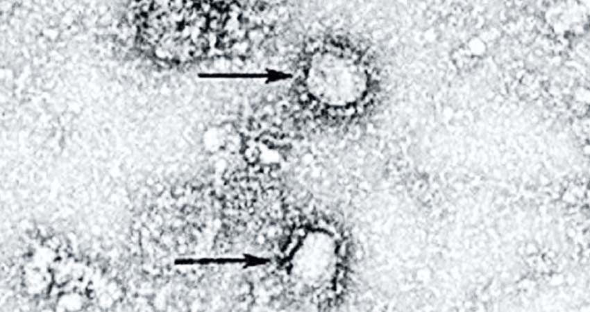 Científicos estudian posible mutación del coronavirus en la Patagonia