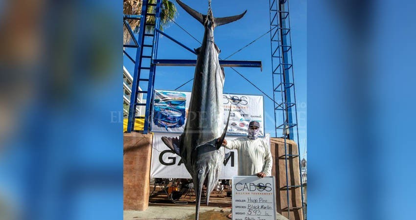Marlin de 593 libras es capturado en torneo Billfish Los Cabos 2020