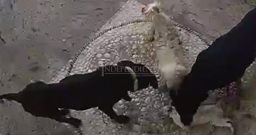 Responsabilizan al gobierno municipal por sobrepoblación de animales callejeros en Los Cabos