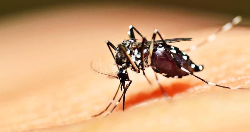 Los Cabos, municipio en BCS que acumula más casos de dengue