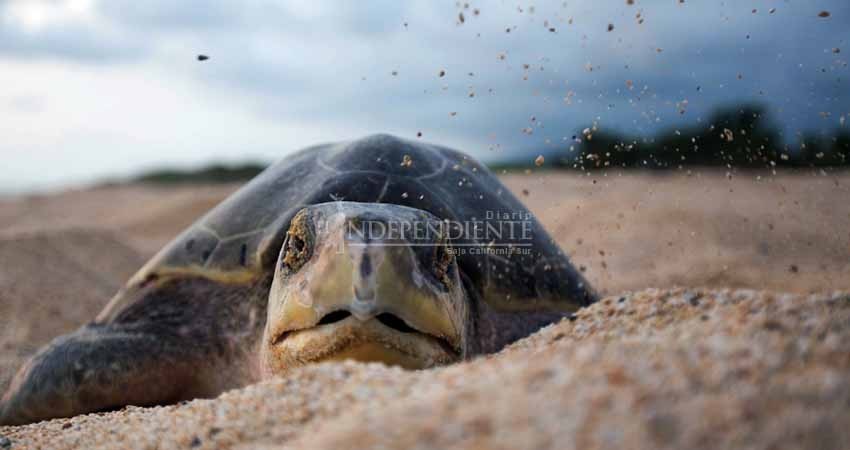 Perros y todoterreno, principales destructores de nidos de tortugas