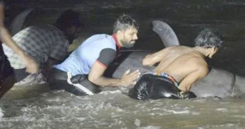 Lucha contrarreloj para salvar un centenar de cetáceos atrapados en Sri Lanka