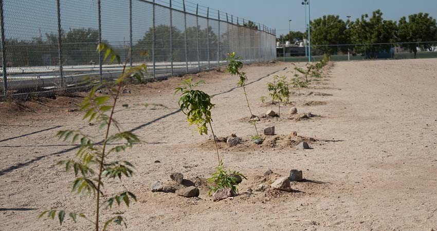 Invitan a atletas del GUM a adoptar un árbol