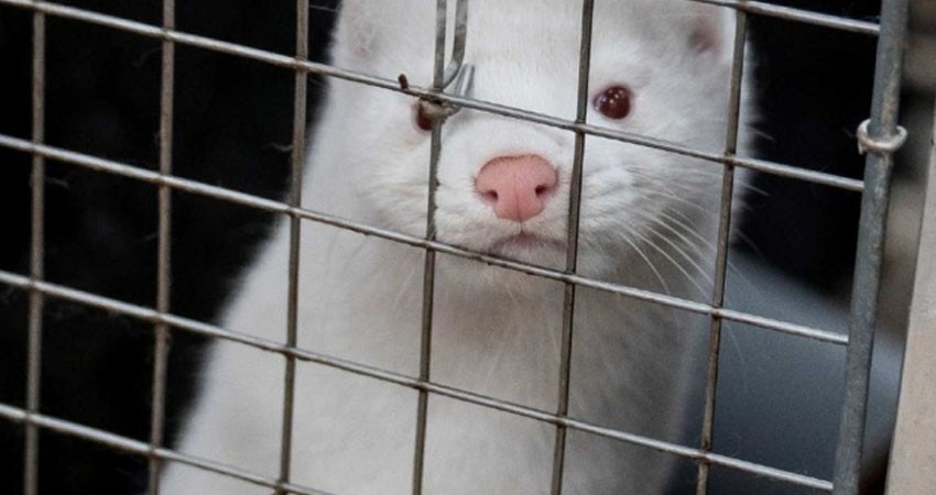 ¡Adiós a los abrigos de piel! Por covid matarán a millones de visones