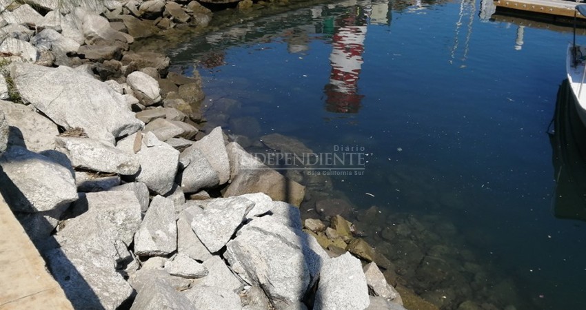 Flotan plásticos en marina turística de CSL