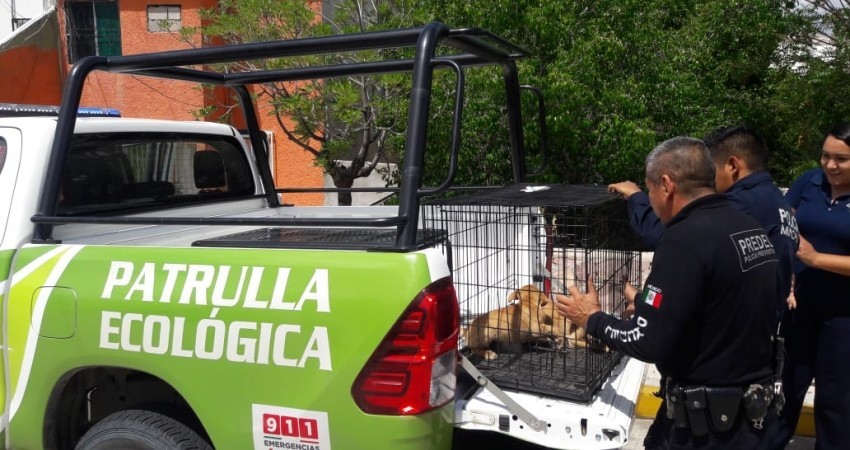 Invitan a participar en el Croquetón 2020 a beneficio del CEMAC