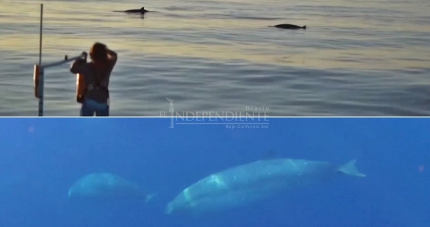 Biólogos aseguran descubrir nueva especie de ballena en el Pacífico mexicano
