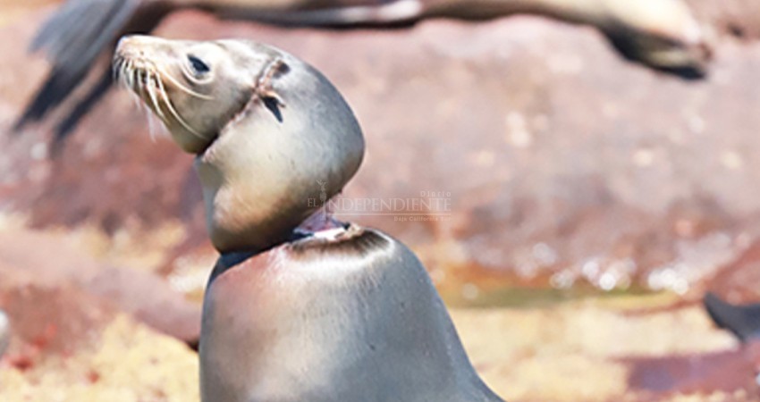 Invitan a paceños a “adoptar” lobos marinos enmallados