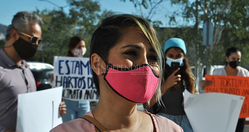 No más carpetazos ni casos aislados; urgen mejores leyes para protección de animales