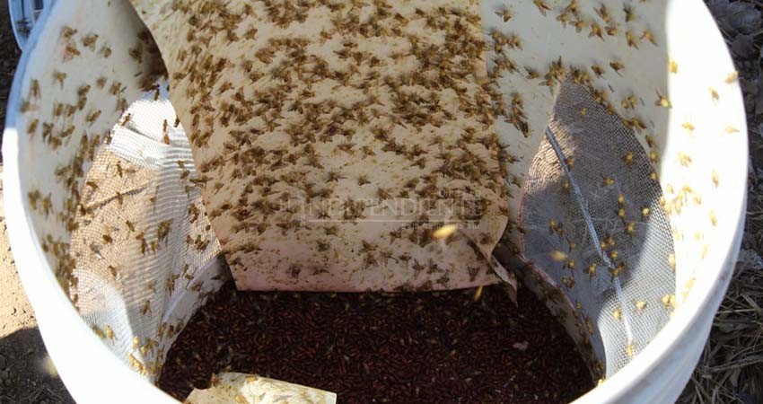 Fortalecen campaña permanente contra la mosca de la fruta en BCS