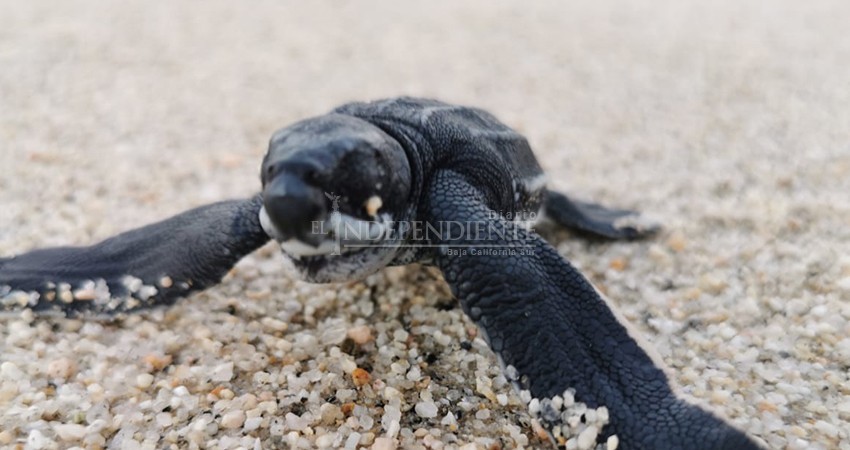 Liberan en La Ribera 17 crías de tortuga laúd