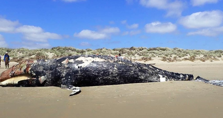 Reportan mortandad masiva de ballena gris