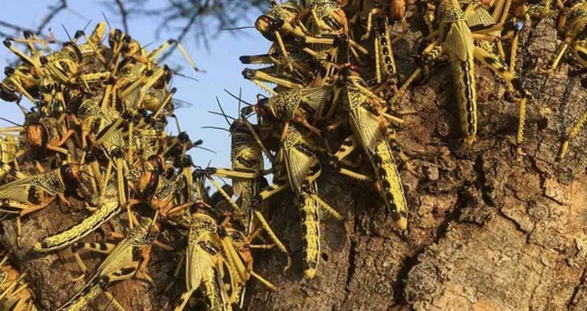 Emergencia sanitaria en Guatemala por plaga de langostas