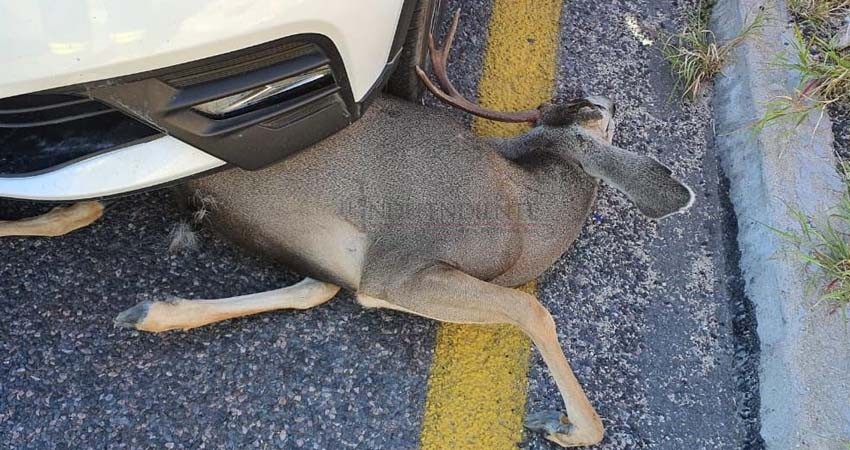Susto en la Transpeninsular: Venado cruza sorpresivamente y es atropellado