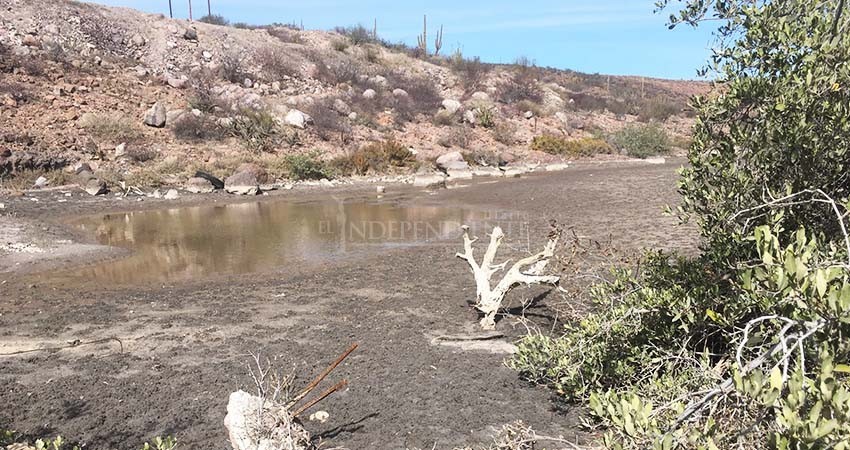 Costa Salvaje formaliza denuncia por daño a manglares en la carretera a Pichilingue