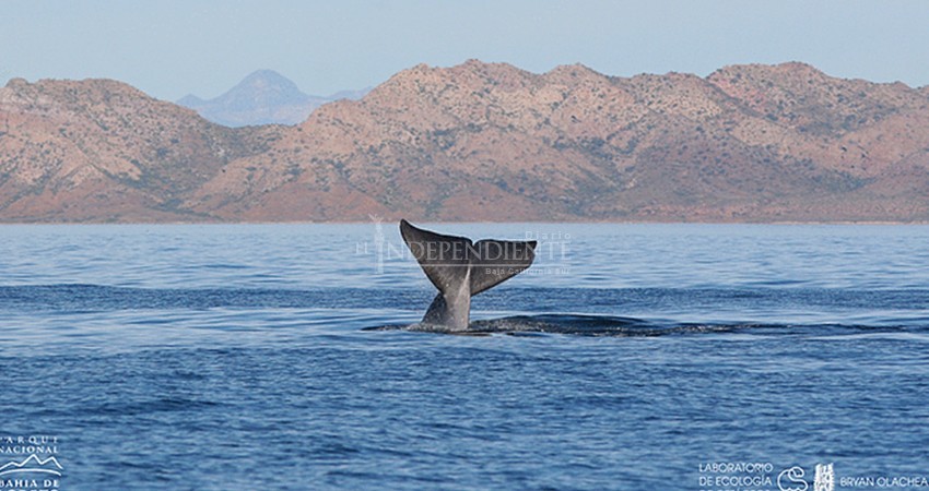 Las ballenas azules de Loreto tienen su propio canal de You Tube en vivo