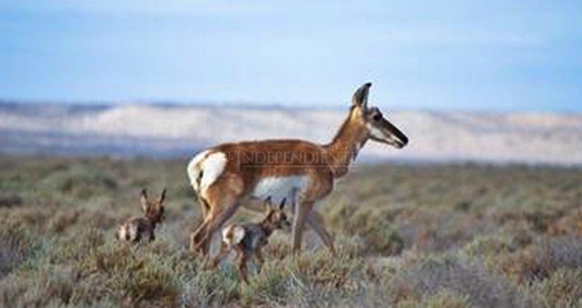 Programa de recuperación del berrendo peninsular logra récord histórico