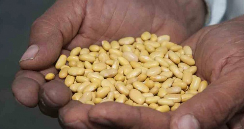 Quiere México dejar de comer frijoles gringos, busca autosuficiencia alimentaria