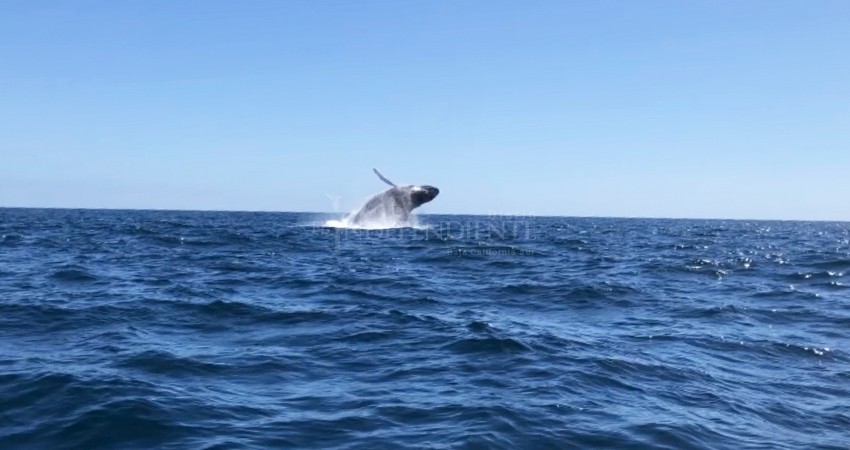 Maravilla a visitantes avistamiento de ballenas en la Bahía de CSL