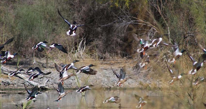 Con éxito se realiza el primer avistamiento de aves en el Eco Parque de la Juventud