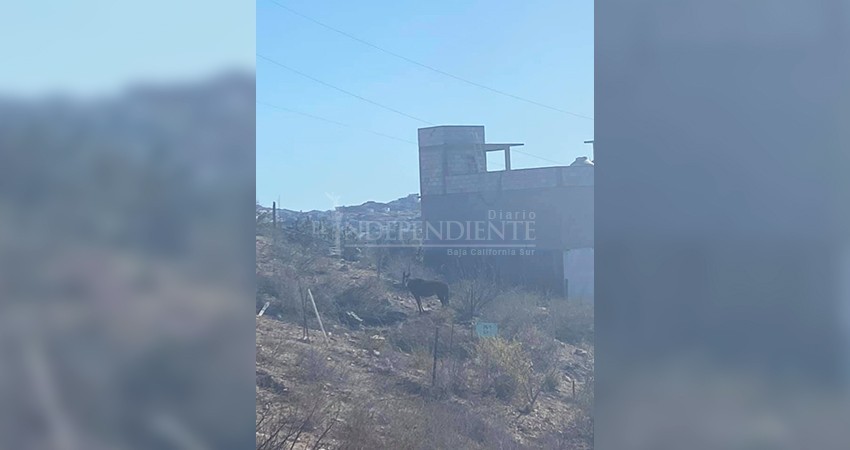 Denuncian maltrato animal contra un caballo en SJC