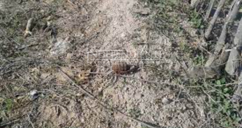 Encuentran granada en lote baldío de la colonia Pueblo Nuevo