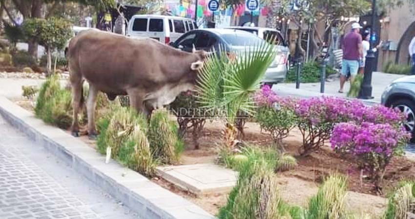 Sin soluciones para el ganado suelto, vacas "pasean" por el centro histórico de SJC