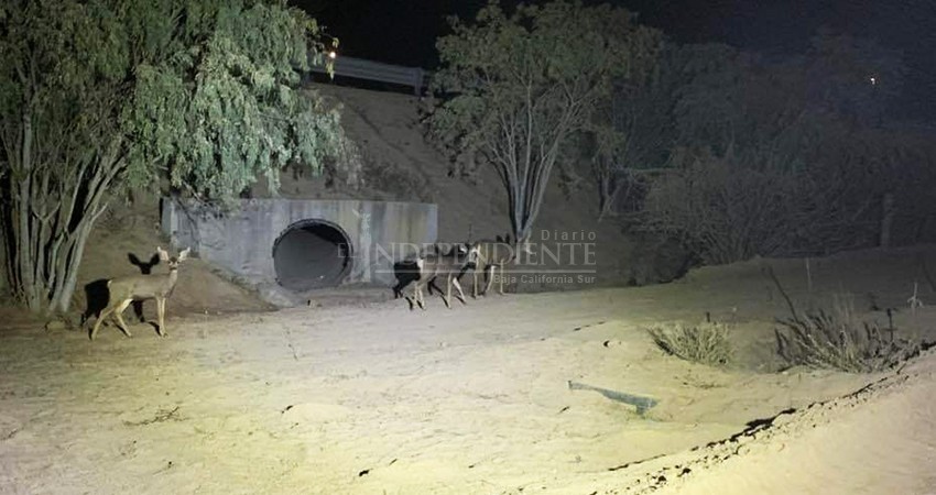 Una constante la presencia de venados en el corredor turístico