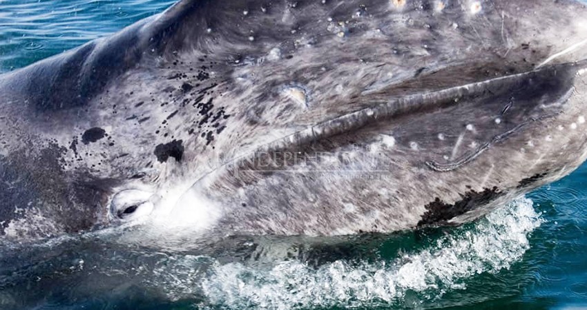 ¿Mueren de hambre? Investigan causas de mortandad de ballenas grises