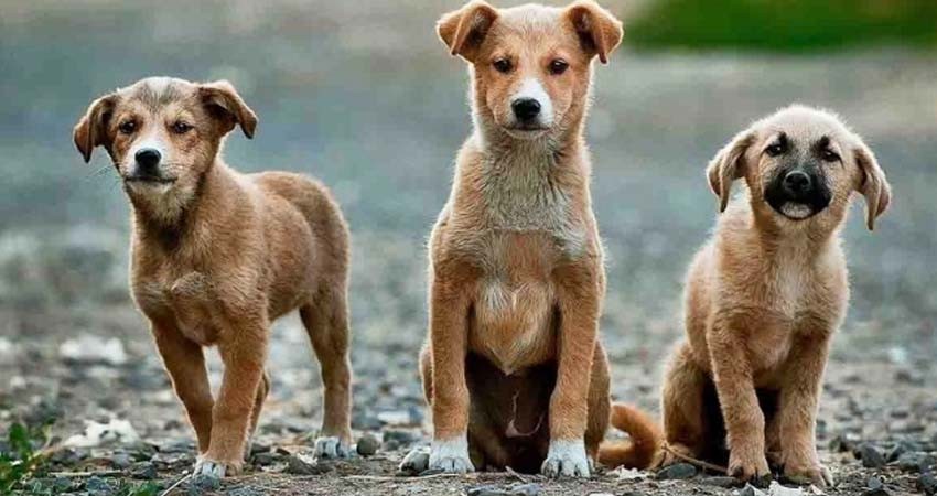 5 razas de perros que están en peligro de extinción