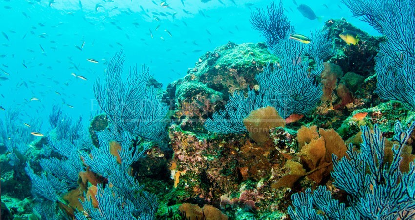 Pandemia le sienta bien a las especies que habitan Cabo Pulmo