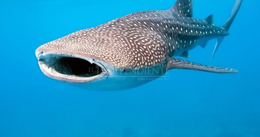 Permisionarios de tiburón ballena se pronuncian contra megacruceros en La Paz