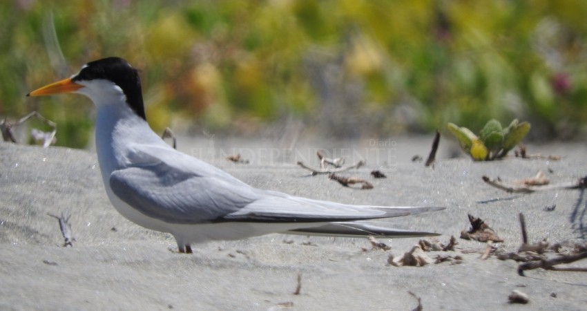 Se registran primeras anidaciones de temporada de gallito marino en costas de Los Cabos