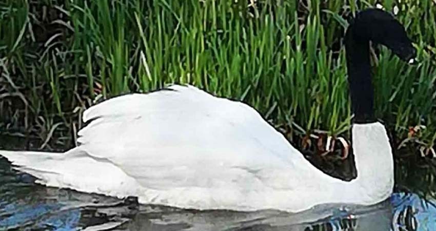 Hallan a cisne con calcetín en la cabeza; policías buscan al culpable
