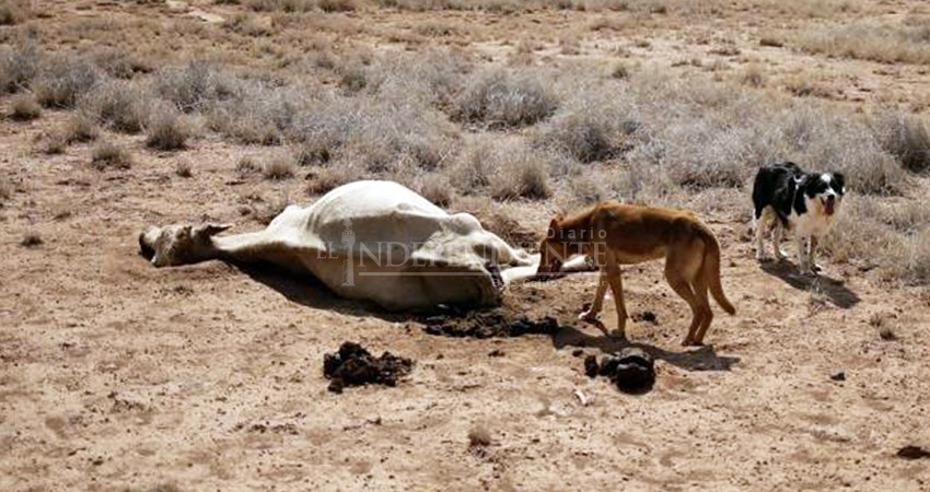 Una de cada ocho cabezas de ganado muere por sequía en BCS