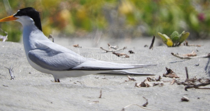 Piden evitar sobrevolar drones en áreas de anidación del gallito marino