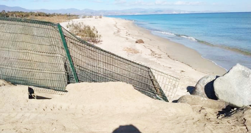 Devastadas las áreas de anidación de tortugas y gallito marino en La Ribera