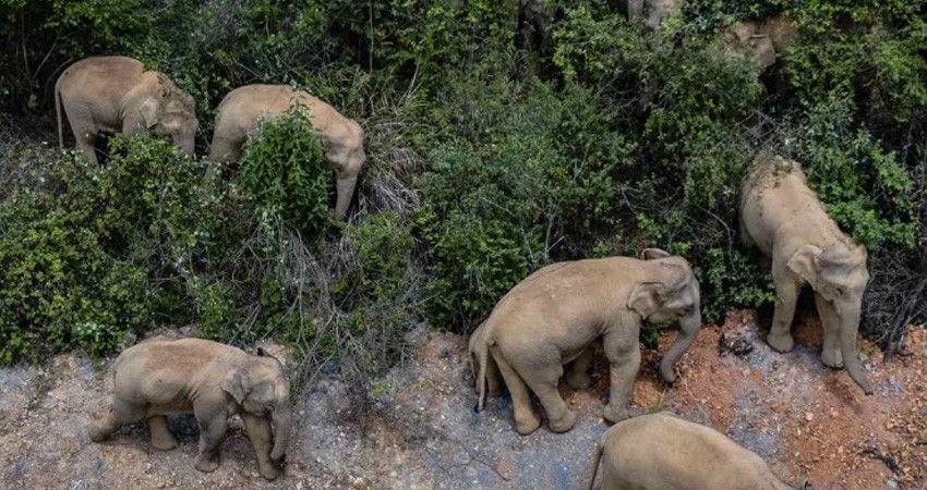 Manada de elefantes anda vagando por China y causa severos destrozos