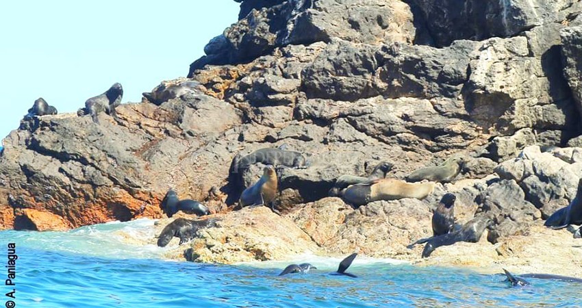 Restringen nado y buceo en Espíritu Santo por apareamiento y crianza de lobos marinos