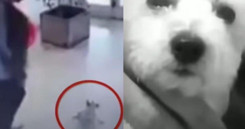 Captan a árbitro pateando a perrita hasta lanzarla a la calle; indigna en redes